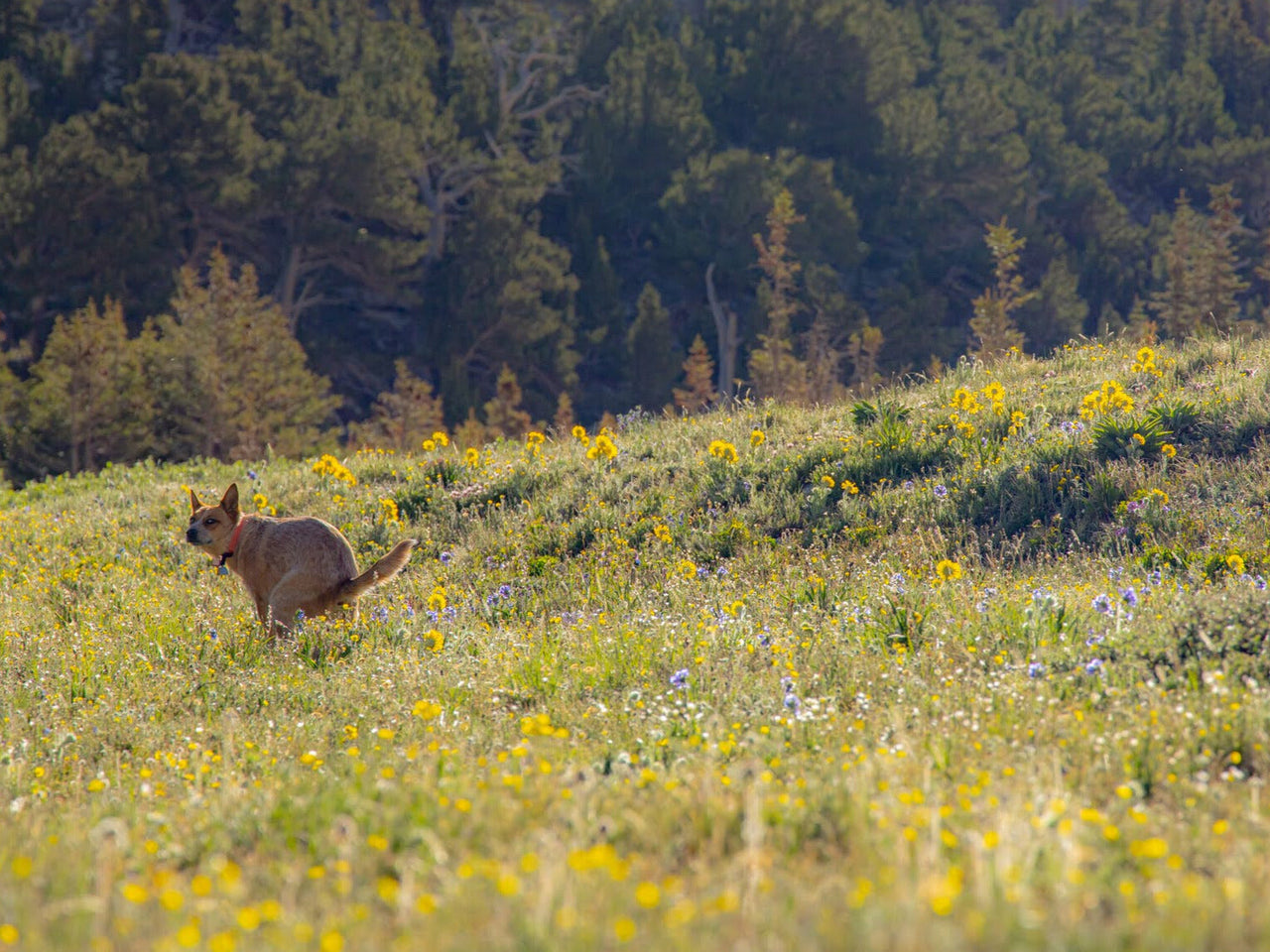 Taking Care of Buisness in the Backcountry