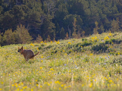 Taking Care of Buisness in the Backcountry